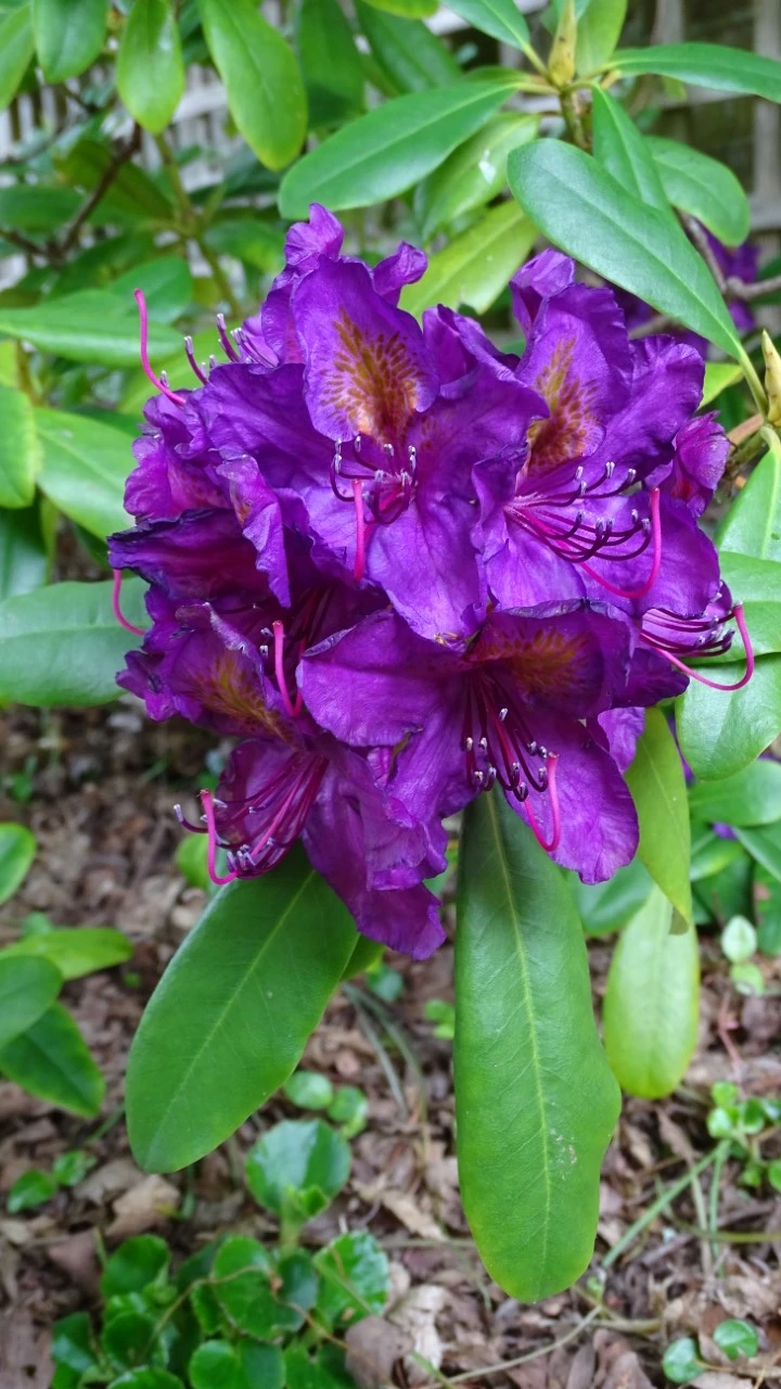 'Marcel Menard'